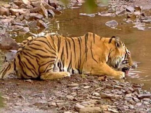 Animal rights group Peta protests outside Delhi Zoo