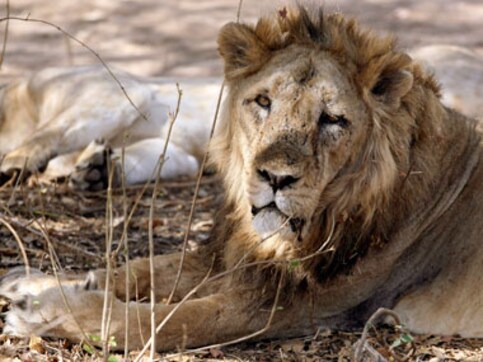 MP govt wants Rs 7 crore to shift Asiatic lions from Gujarat MP govt wants Rs 7 crore to shift Asiatic lions from Gujarat