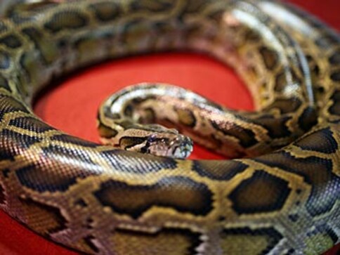 Shocking discovery: 40 pythons found in motel room in Canada Shocking discovery: 40 pythons found in motel room in Canada