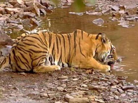 Conservationist warns against chopper service in Sundarbans Conservationist warns against chopper service in Sundarbans
