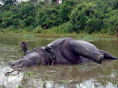Assam floods: Over 140 animal carcasses found at Kaziranga National Park Assam floods: Over 140 animal carcasses found at Kaziranga National Park