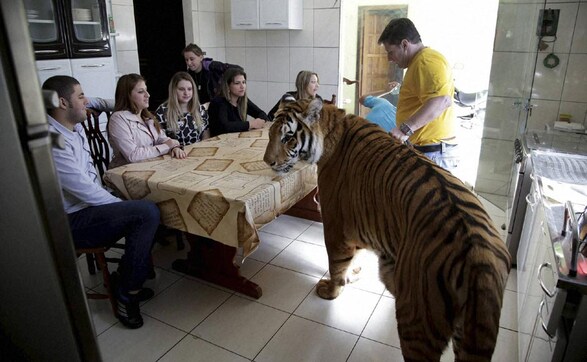 Image of the day: Breakfast with a tiger in Brazil Image of the day: Breakfast with a tiger in Brazil