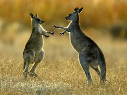 Watch I 2 Kangaroos fight it out in Texas zoo; Twitter left amused at display of 'Marsupial Martial Arts'