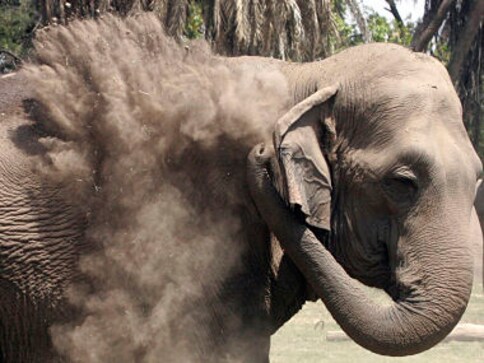 Karnataka's decision to catch elephants in Hassan district is laudable