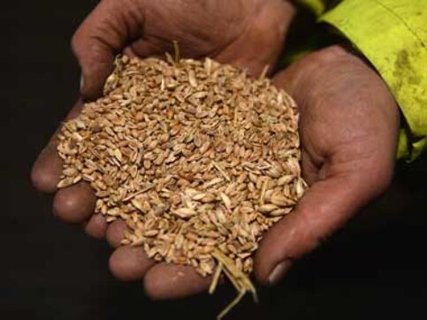 Govt hikes minimum price for wheat by Rs 50 a quintal Govt hikes minimum price for wheat by Rs 50 a quintal