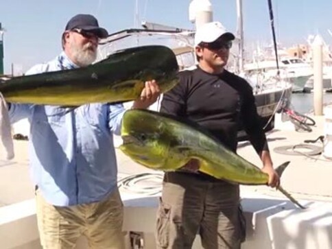 Viral Video: Sneaky sea lion steals monster fish as man poses for photo