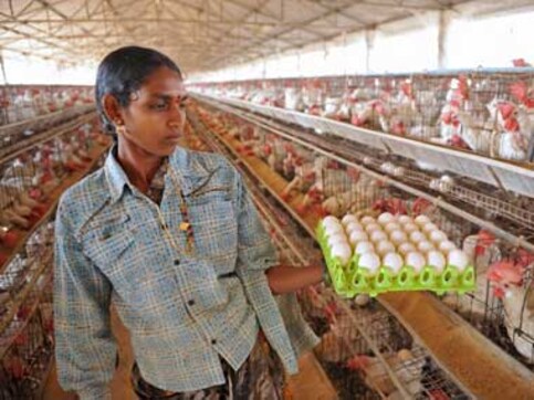 Shell out more as egg prices soar to new highs Shell out more as egg prices soar to new highs