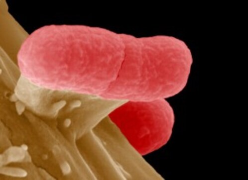 Study: Microbes living on human body good for health Study: Microbes living on human body good for health