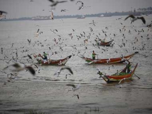 Odisha: Cyclone Phailin behind drop in migratory birds visiting Chilika? Odisha: Cyclone Phailin behind drop in migratory birds visiting Chilika?