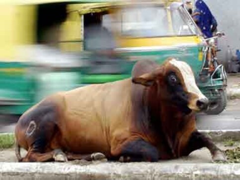 Only in India! Court orders DNA test on cow to settle ownership dispute Only in India! Court orders DNA test on cow to settle ownership dispute