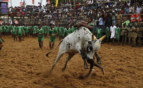 Photos: 50 left injured thanks to Jallikattu events in Tamil Nadu Photos: 50 left injured thanks to Jallikattu events in Tamil Nadu