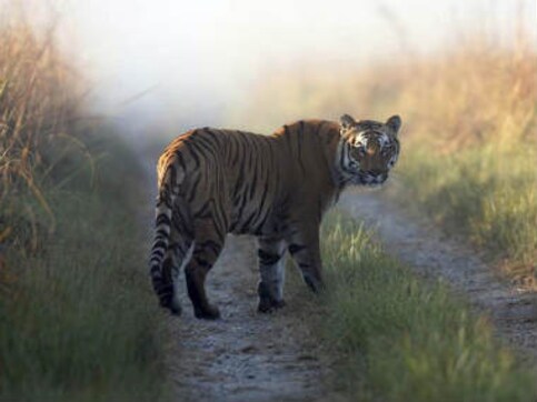 Man-eater tiger evades hunters, kills 10th person in UP Man-eater tiger evades hunters, kills 10th person in UP