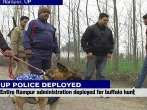 Buffalo soldiers: UP cops, sniffer dogs finally find Azam Khan's cattle Buffalo soldiers: UP cops, sniffer dogs finally find Azam Khan's cattle