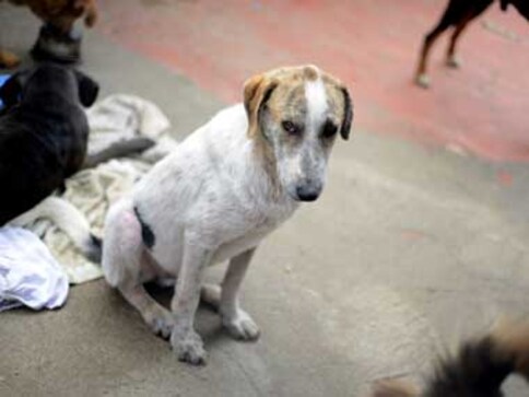 Maharashtra animal welfare board haven't met since 2002