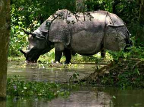 Rhino killed in Assam, two poachers gunned down Rhino killed in Assam, two poachers gunned down