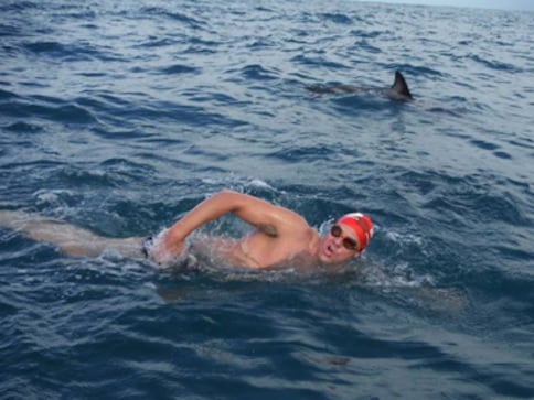 Video: Watch how dolphins rescued one swimmer from a shark