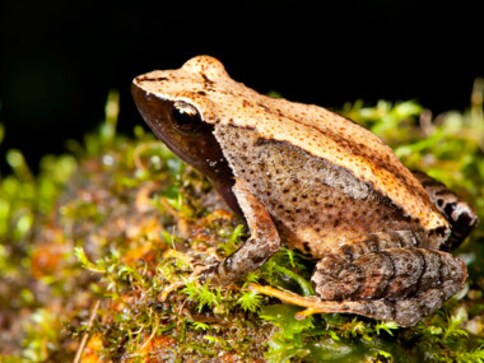 Scientists find 14 new species of 'dancing frogs' in Western Ghats