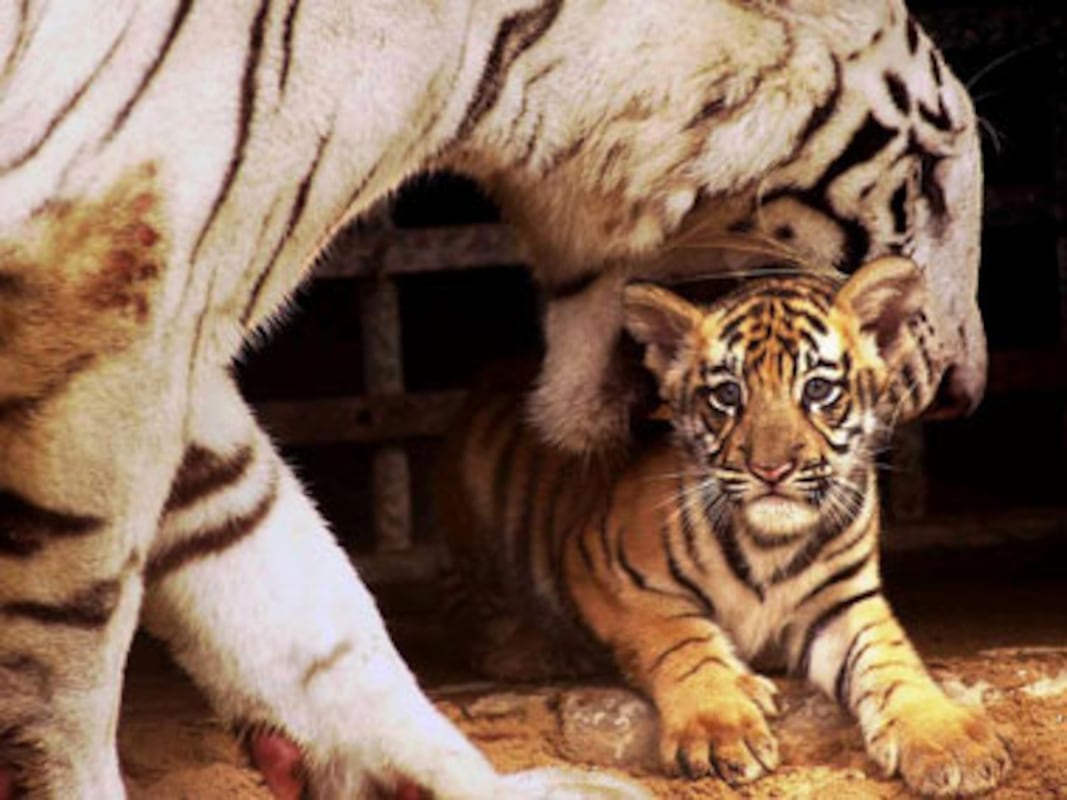 Animal Lover Jayalalithaa Christens Tiger Cubs In Chennai S Vandalur Zoo India News Firstpost