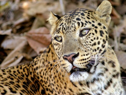 Leopard enters IIT Bombay campus; area cordoned off Leopard enters IIT Bombay campus; area cordoned off