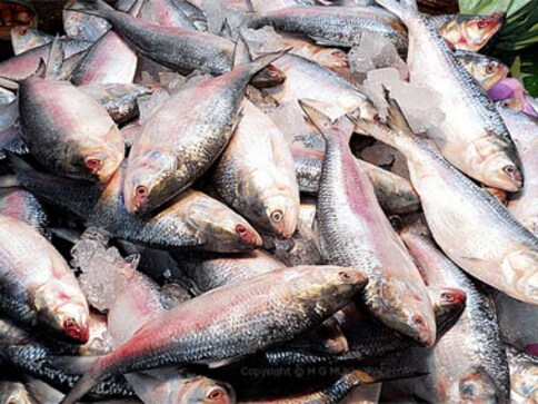 Hilsa drought: Is El Nino causing short supply of Bengal's ilish?
