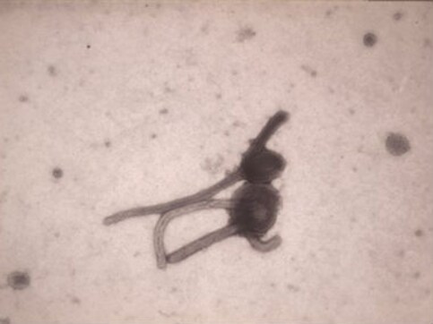 Sierra Leone's 365 Ebola deaths traced back to one healer Sierra Leone's 365 Ebola deaths traced back to one healer