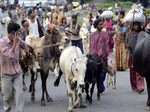 Kosi flood threat: People would rather swim holding tails of buffaloes than evacuate Kosi flood threat: People would rather swim holding tails of buffaloes than evacuate