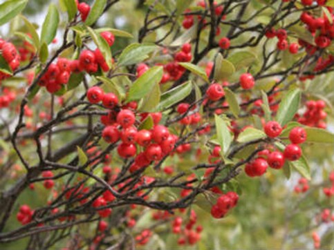 Berries could boost pancreatic cancer treatment, shows study Berries could boost pancreatic cancer treatment, shows study