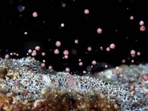 Warm ocean temperatures have caused coral bleaching in Hawaii: Scientists Warm ocean temperatures have caused coral bleaching in Hawaii: Scientists