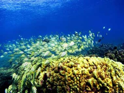 Marine debris damaging coral reefs: NIO scientist Marine debris damaging coral reefs: NIO scientist
