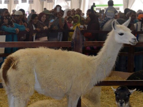Antibodies of Llamas can counteract HIV, could be key to future vaccine: experts Antibodies of Llamas can counteract HIV, could be key to future vaccine: experts