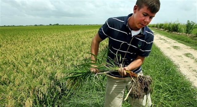 US, Cuba restore ties after 50 years: What it means for farmers, casinos and fast food joints US, Cuba restore ties after 50 years: What it means for farmers, casinos and fast food joints