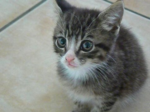 Kitty to the rescue: Homeless cat saves abandoned baby from freezing cold Kitty to the rescue: Homeless cat saves abandoned baby from freezing cold