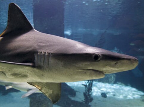 Japanese tourist dies in Australia after shark bites off both his legs Japanese tourist dies in Australia after shark bites off both his legs