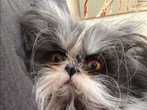 Grumpy Cat has competition: Meet Atchoum the mad scientist cat Grumpy Cat has competition: Meet Atchoum the mad scientist cat