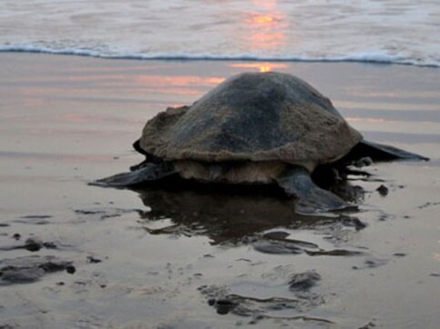 Olive Ridley turtles: Live telecast of mass nesting shelved after security concerns Olive Ridley turtles: Live telecast of mass nesting shelved after security concerns