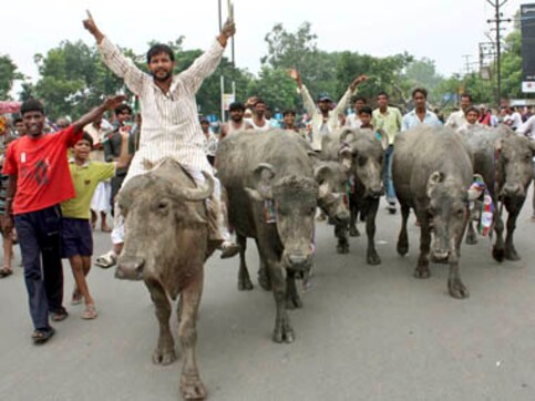 After #BeefBan, Maharashtra to set up cattle sheds to protect aged animals After #BeefBan, Maharashtra to set up cattle sheds to protect aged animals