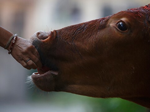 Cow urine can cure cancer: BJP MP Shankarbhai N informs Rajya Sabha Cow urine can cure cancer: BJP MP Shankarbhai N informs Rajya Sabha