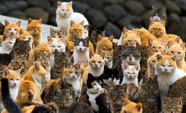 Listen up cat lovers, Japan's Aoshima is the holiday destination for you Listen up cat lovers, Japan's Aoshima is the holiday destination for you