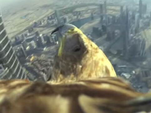 Watch: Eagle's eye view as it flies off Burj Khalifa to achieve a world record in bird flights Watch: Eagle's eye view as it flies off Burj Khalifa to achieve a world record in bird flights