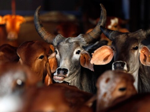 Three booked in Malegaon under Maharashtra's new beef ban law Three booked in Malegaon under Maharashtra's new beef ban law