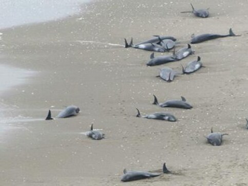 More than 130 dolphins beach in Japan due to tidal waves More than 130 dolphins beach in Japan due to tidal waves