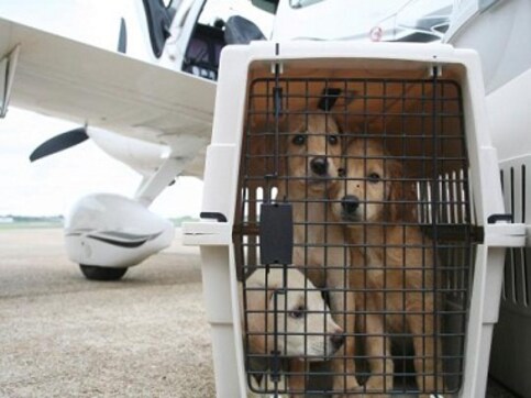 Aww! Volunteer pilots help these dogs with euthanasia get a second chance at life Aww! Volunteer pilots help these dogs with euthanasia get a second chance at life