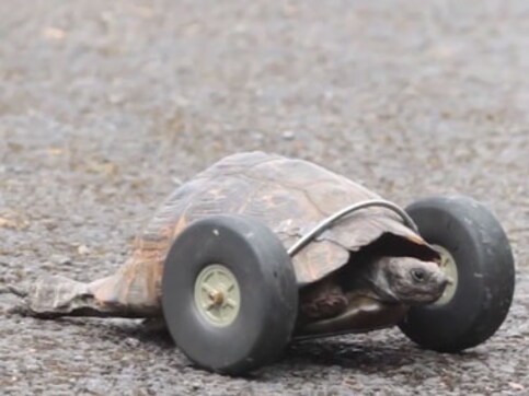 Watch: Tortoise who lost her legs gets prosthetic wheels, moves at twice her previous speed Watch: Tortoise who lost her legs gets prosthetic wheels, moves at twice her previous speed