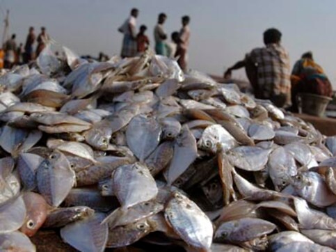 Budget 2020: Govt to draft first national fisheries policy with Rs 45,000 cr; to focus on aquaculture, mariculture among others Budget 2020: Govt to draft first national fisheries policy with Rs 45,000 cr; to focus on aquaculture, mariculture among others