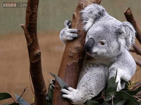 'Blinky Bill' the Koala surprises hospital staff with late night visit to emergency room 'Blinky Bill' the Koala surprises hospital staff with late night visit to emergency room