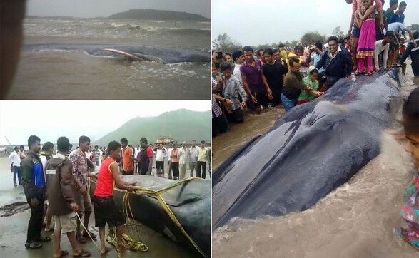 RIP blue whale: Beached mammal gets a burial after it dies at Alibaug coast RIP blue whale: Beached mammal gets a burial after it dies at Alibaug coast