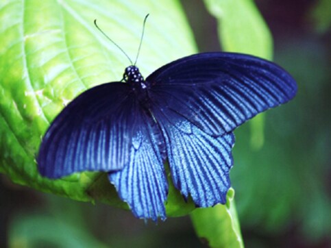 Maharashtra now has a 'state butterfly', and here's what it looks like Maharashtra now has a 'state butterfly', and here's what it looks like