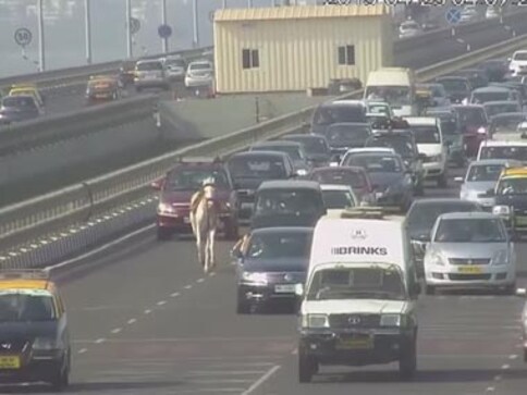Runaway horse: Watch a wedding ghodi gallop across Mumbai's Bandra-Worli sea link