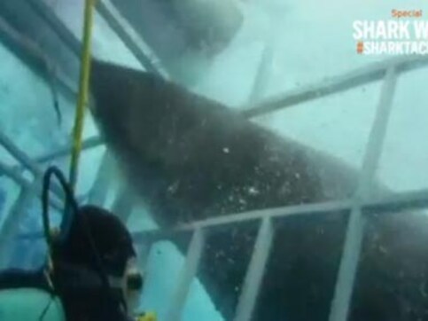 Watch: This video of a shark entering a diver's cage will give you chills Watch: This video of a shark entering a diver's cage will give you chills