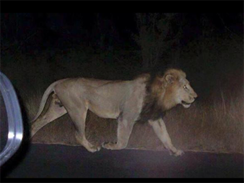 Scene from Jumanji? Lions, Tigers, a hippo escape from zoo and roam streets after flooding in Georgia Scene from Jumanji? Lions, Tigers, a hippo escape from zoo and roam streets after flooding in Georgia